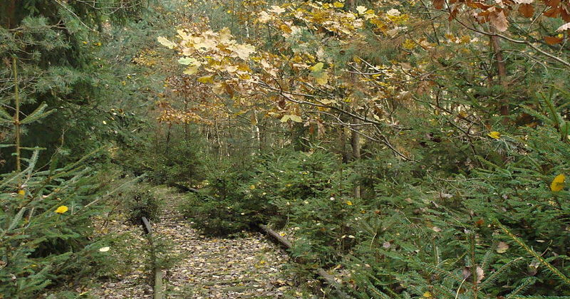 Některé tratě už konzervuje příroda, aneb lokálka Mladotice - Kralovice. Autor: Ivannah, Wikimedia Commons