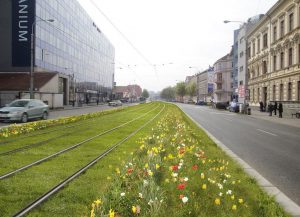 Podél tramvajové trati budou květiny místo keřů. Pramen: DPMB
