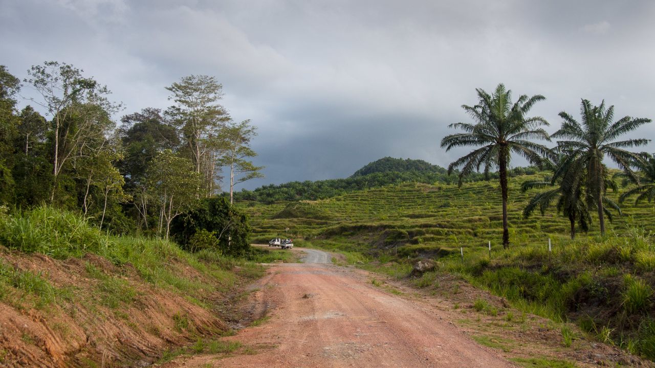 Plantáže palmového oleje v rezervaci Tabin na Borneu. Foto: Mike Prince / Flickr.com