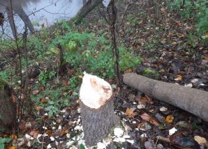 Příčina mimořádné události na trati 310, strom pokácený bobrem. Pramen: Správa železnic