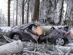Popadané stromy na silnici I/11. Foto: Policie ČR