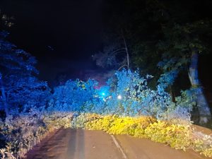 Střet autobusu se stromem v Omicích. Foto: Policie ČR