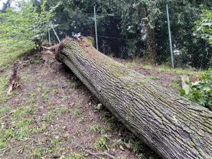 Pád stromu do kolejiště ukončil historii třetí generace lanovky na Petřín. Foto: DPP