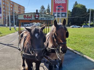 Testování koněspřežné tramvaje na obratišti Červený vrch a Evropské třídě. Foto: Zdopravy.cz, Jan Nevyhoštěný