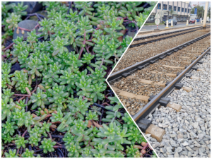Tramvajová trať v Libni bude osázena místo trávy sukulenty, konkrétně rozchodníkem. Foto a koláž: Zdopravy.cz