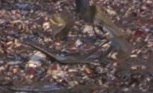 Havárie sovětského letounu Tu-154 u Dubence a nálet místních na kontraband cigaret. Zdroj: Archiv ČT24