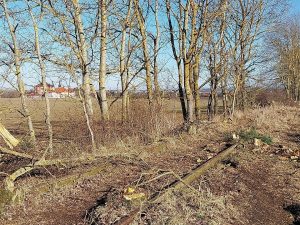 Kácení stromů na trati Mladotice - Kralovice. Foto: Místní dráhy Rakovník - Mladotice